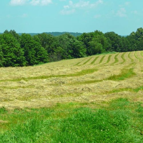 Savanna Restoration Series: Part 1